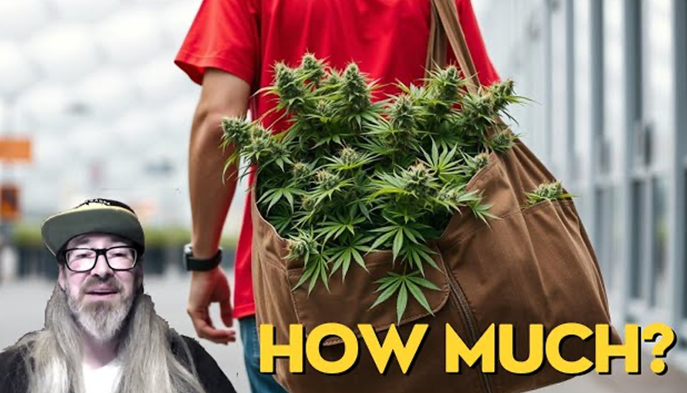 How Much Weed Can ONE Cannabis Plant Produce? | Pot TV